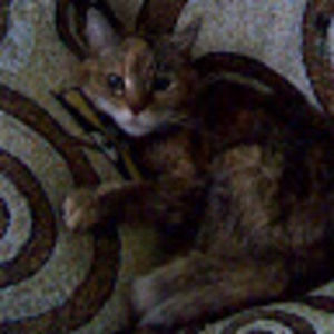 Meet your Posher, Karen